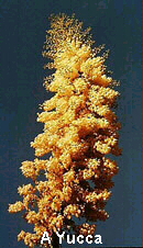 A Yucca